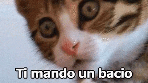 Ti Mando Un Bacio Bacini Saluti Un Abbraccio Ciao Ci Vediamo Gatto GIF