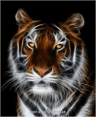 Tiger Cats GIF