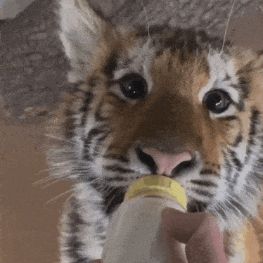 Tiger Cub GIF