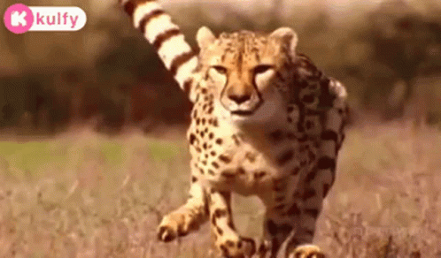 Tiger Puli GIF