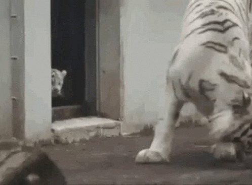 Tiger Surprise GIF