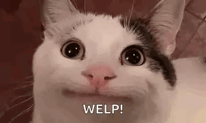 Tight Smile Cat Cat Tight Smile GIF