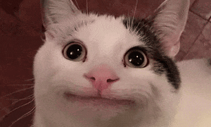 Tight Smile Cat Cat Tight Smile GIF