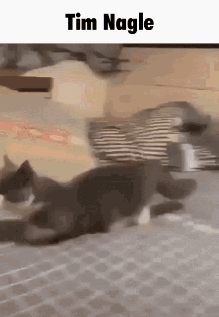 Tim Nagle Cat GIF