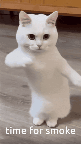 Time For Smoke Cat GIF. This 281 x 498 animated GIF is part of our smoke collection. Related themes include cat, cat meme. Created by bahmumaikata. View the…