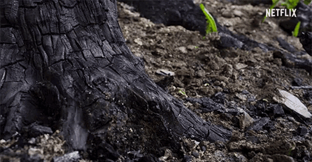 Time Lapse Time Lapse Growth GIF