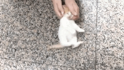 Tiny Cat Kitten GIF