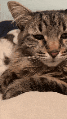 Tired Cat GIF