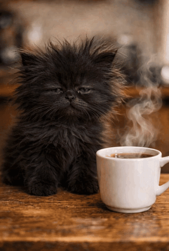 Tired Cat Sleepy Cat GIF