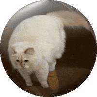 Toasty Cat Sticker