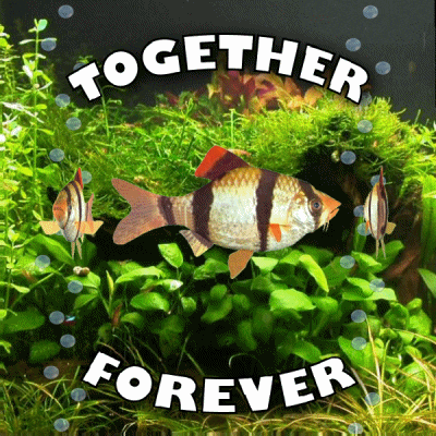 Together Forever Never Part GIF
