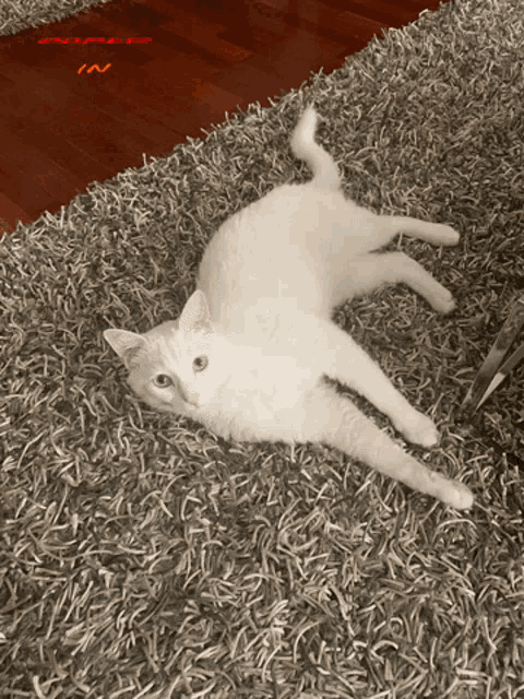 Tokyo The Cat Cat GIF