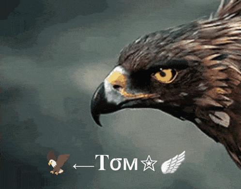 Tom Tom Tom GIF