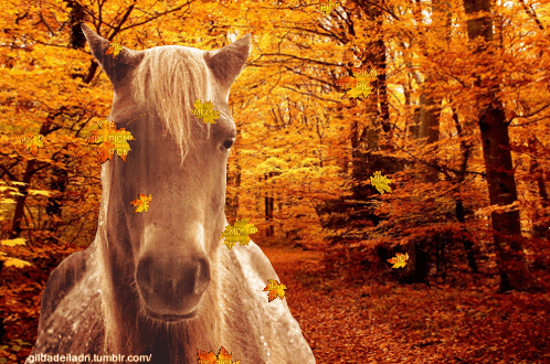 Tomascore Horse GIF