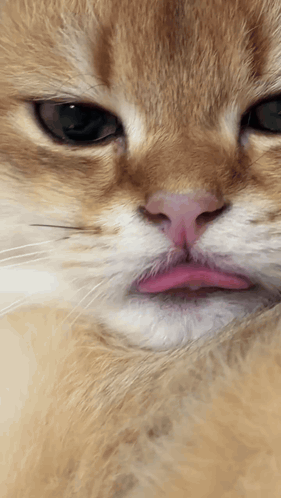 Tongue Out Cat Cat Tongue GIF