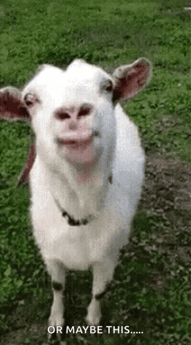 Tongue Out Goat GIF