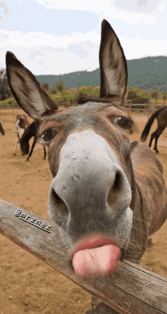 Tongue Out Tickle GIF
