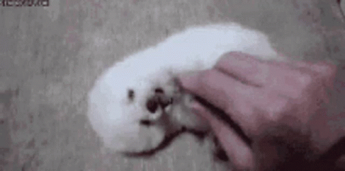 Too Cute GIF