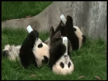 Too Cute GIF