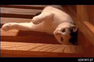 Too Early To Walk GIF. This 320 x 212 animated GIF is part of our pain everywhere collection. Related themes include cat. View the original animation, share…