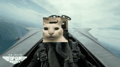 Top Gun Maverick Cat GIF