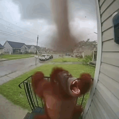 Tornado Ai GIF. This 498 x 498 animated GIF is part of our tornado collection. Related themes include monkey. Created by jsjxbskjsbd. View the original…