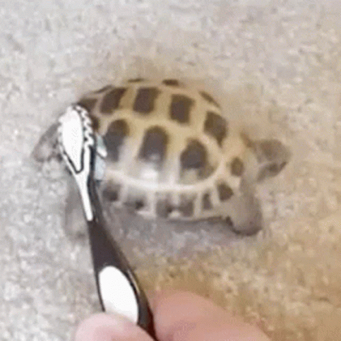 Tortoise Dance GIF