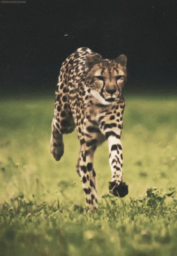 Tosis Hunt GIF