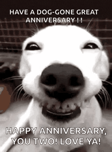 Traffic Dog GIF