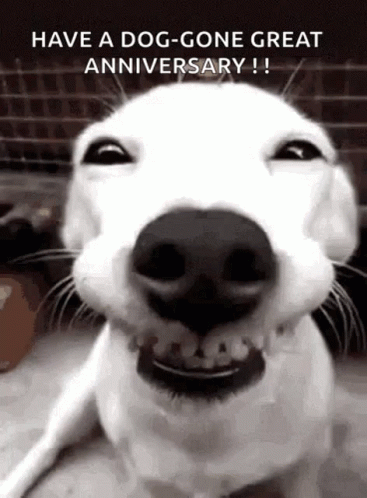 Traffic Dog GIF