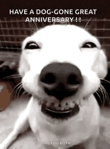 Traffic Dog GIF