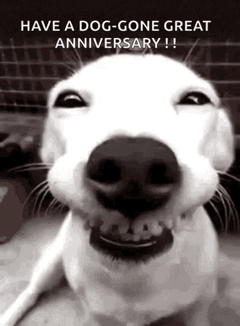 Traffic Dog GIF