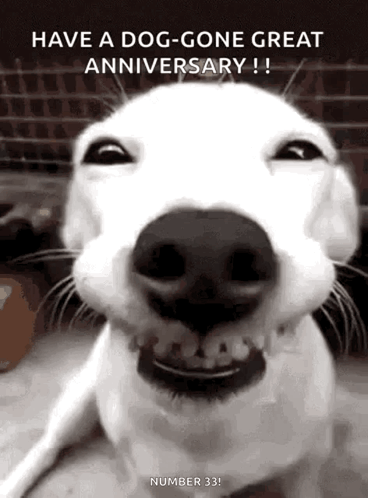 Traffic Dog GIF