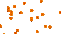 Transparent Background Animated Videos Sticker
