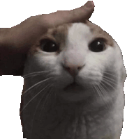Transparent Pat Sticker