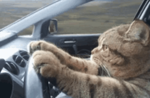 Travel GIF