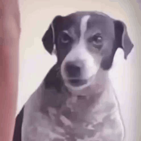 Tread Lightly Pissed Off GIF