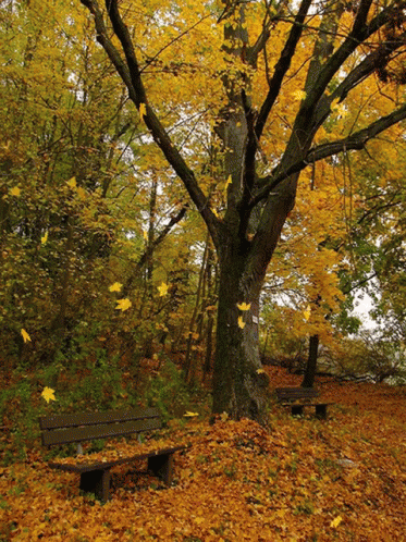 Tree Foliage GIF. This 373 x 498 animated GIF is part of our folhas de outono caindo collection. Created by 1465ub. View the original animation, share it…