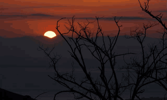 Tree Orange GIF