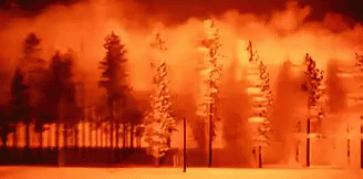 Trees Blasted By Bomb GIF
