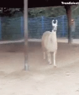 Trendizisst Drama Llama GIF
