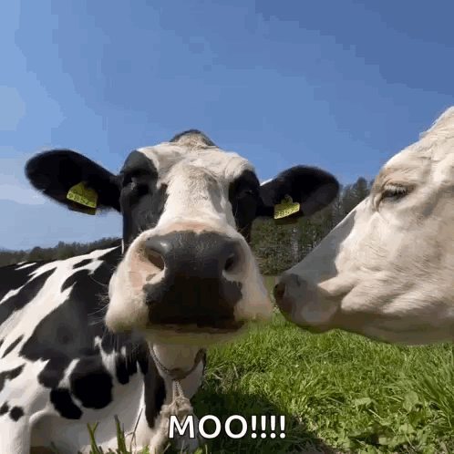 Treyreloaded Cow GIF