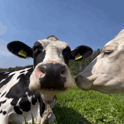 Treyreloaded Cow GIF