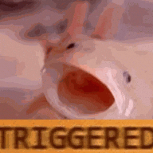 Triggered Axolotl GIF
