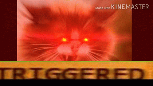 Triggered Triggered Cat GIF