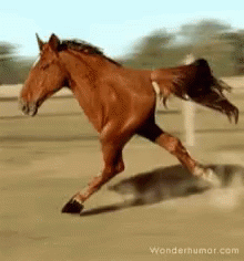 Trish 2legged GIF. This 220 x 236 animated GIF is part of our horse kick collection. Related themes include horse. Created by WendySullivan1. View the…
