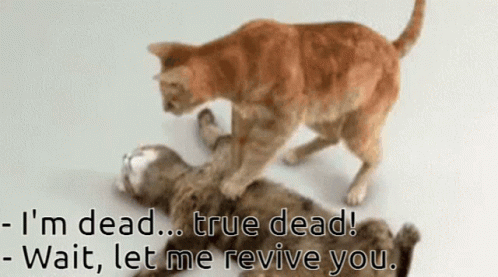 True Dead Cat Cpr GIF