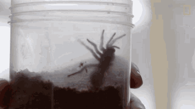 Trying To Get Out National Geographic GIF