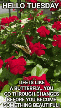 Tuesday Morning Greetings GIF