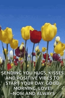 Tulips Flowers GIF